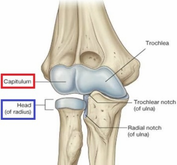 <p>Rotation during pronation (medial movement/rotation) and supination (lateral movement/rotation) </p><p>Superior surface of the radius articulates with capitulum on humerus </p>