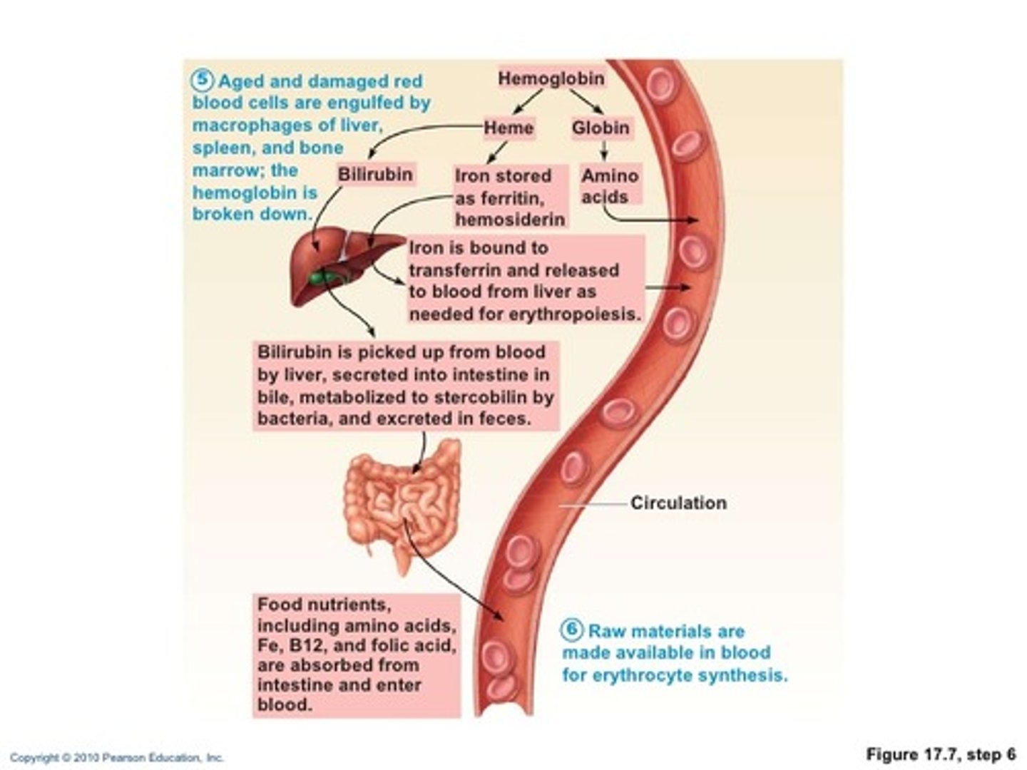 <p>RBCs live from 100 to 120 days</p><p>As they get older they git rigid and stiff</p><p>Hemoglobin begins to degenerate</p><p>Macrophages in spleen and liver engulf and breakdown dying RBCs</p>