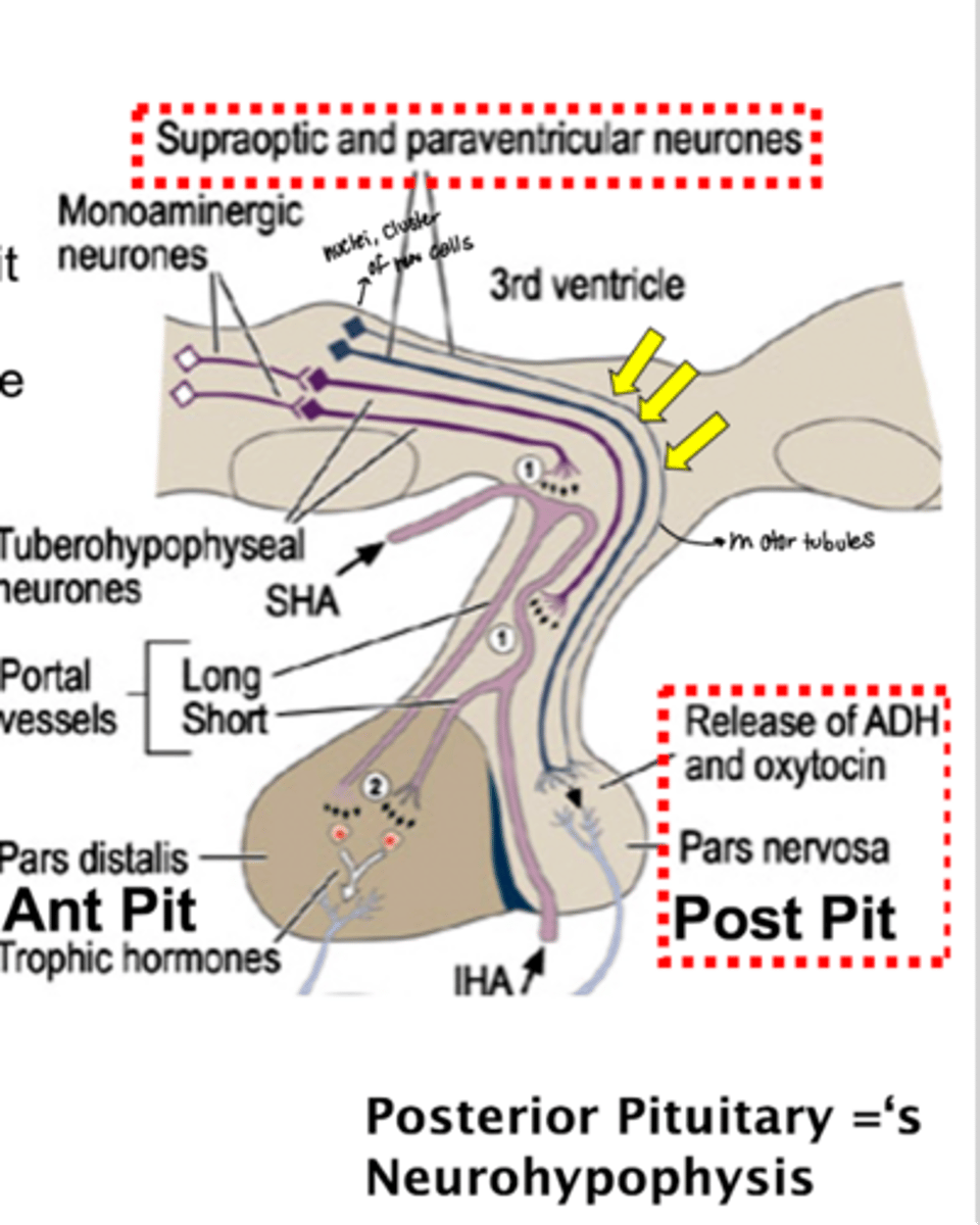 <p>1. synthesis in neuron cell body on eER</p><p>2. packaged into secretory grancules</p><p>3. transported along axon</p><p>4. released onto surface of posterior pituitary</p>