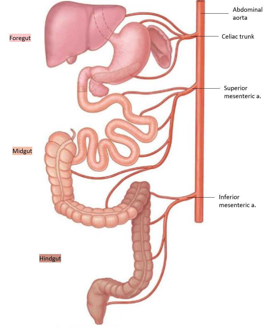 <p>How is the <strong>GI tract </strong>divided?</p>