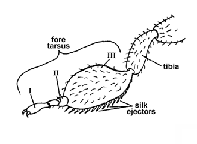<p>footspinners<br>spinning apparatur: silk glands on enlarged tarsal segment on foreleg</p><p>in colonies </p><p>females wingless</p>