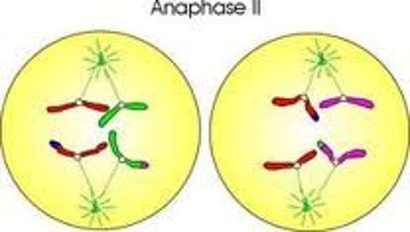 <p>Sister chromatids pull apart &amp; move towards opposite poles of cell, Haploid (2n).</p>