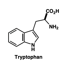 <p>amino acid <strong>tryptophan </strong></p>