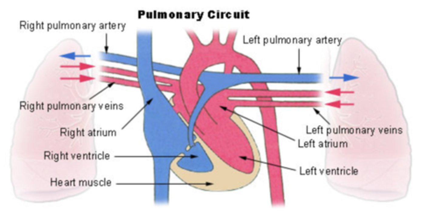 <p>From the right ventricle poor oxygenated blood is impulsed </p><p>to the lungs, through the pulmonary artery</p><p>blood is oxygenated </p><p>returns to the left atria through the pulmonary veins</p>