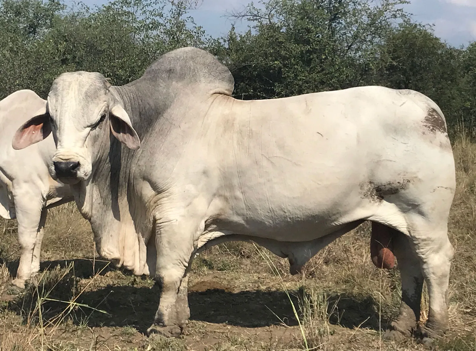 <p>southwestern USA, close to Indian cattle, humid extreme environments, hump over shoulder, dark skin, light color, droopy big ears, heat and insect tolerant, poor meat quality</p>