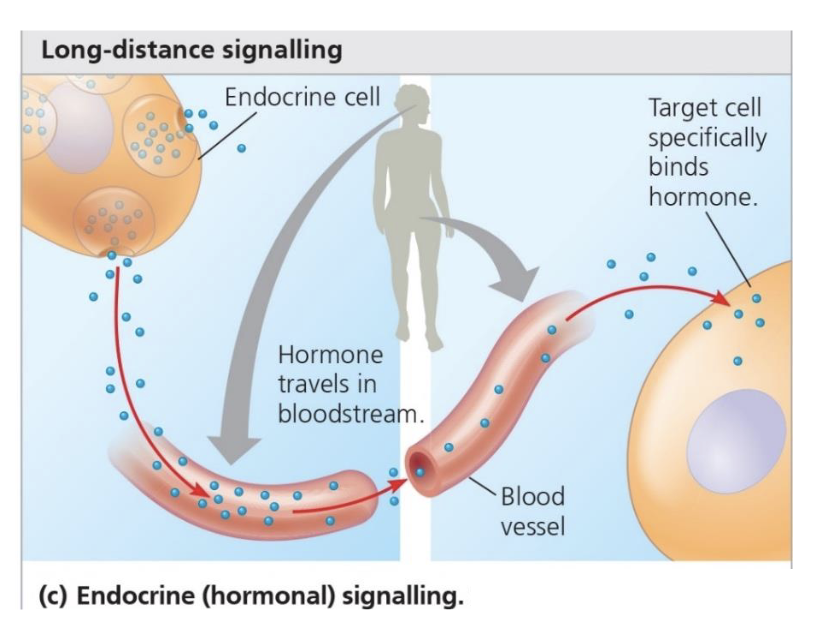 <p><span>Signalling molecule is released from a</span><br><span>cell into the blood stream (Hormone)</span></p><p></p>