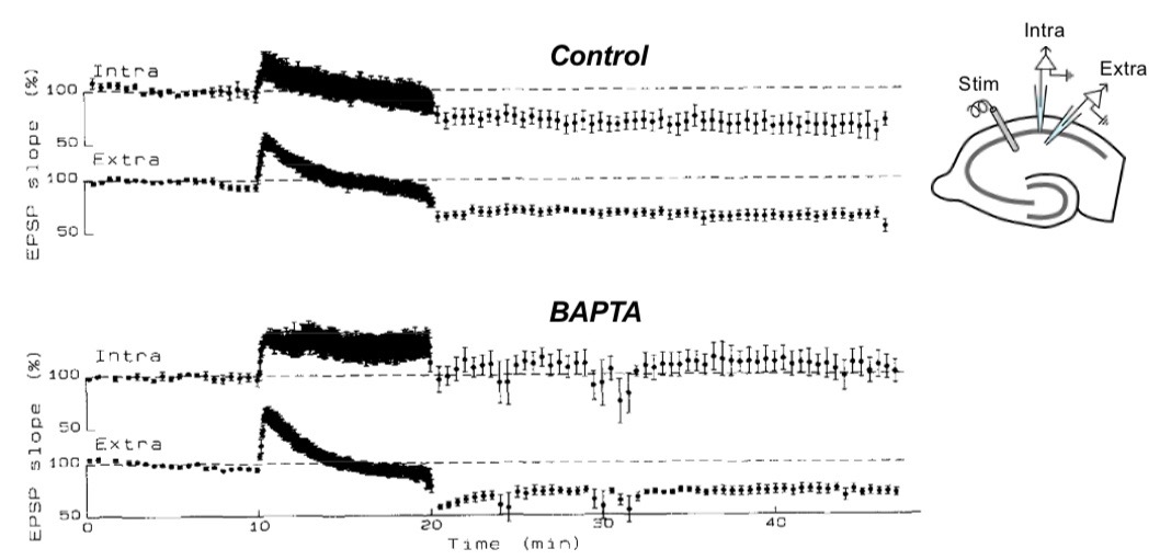 <ul><li><p>some forms of LTD depend on postsynaptic Ca2+ entry</p></li><li><p>Used intracellular Ca2+ chelation using BAPTA to block LTD</p></li><li><p>With BAPTA applied, no LTD occurred </p></li></ul><p></p>