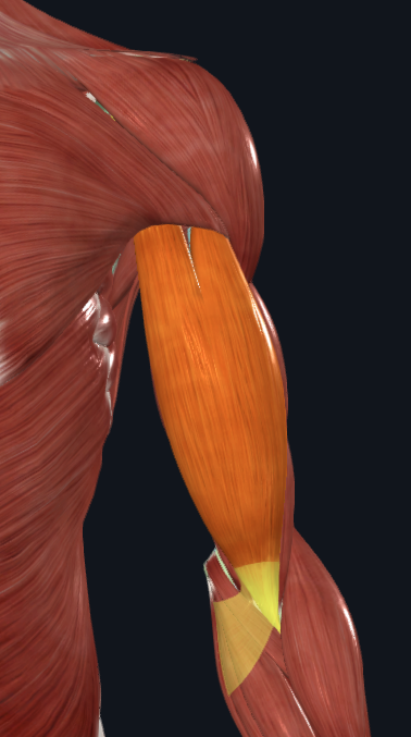 <p>What muscle is this</p>