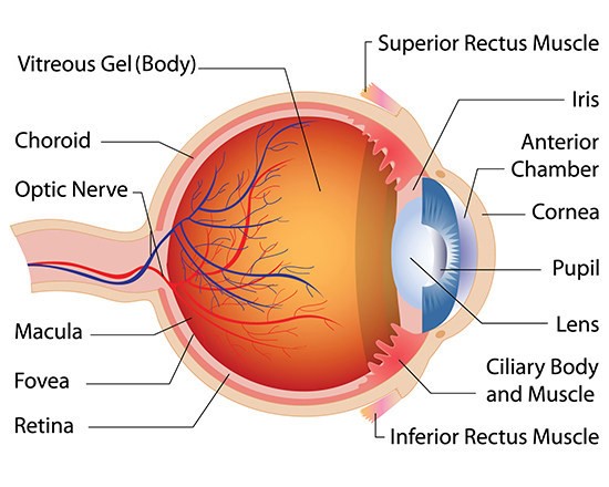 <p>What is Retina?</p>