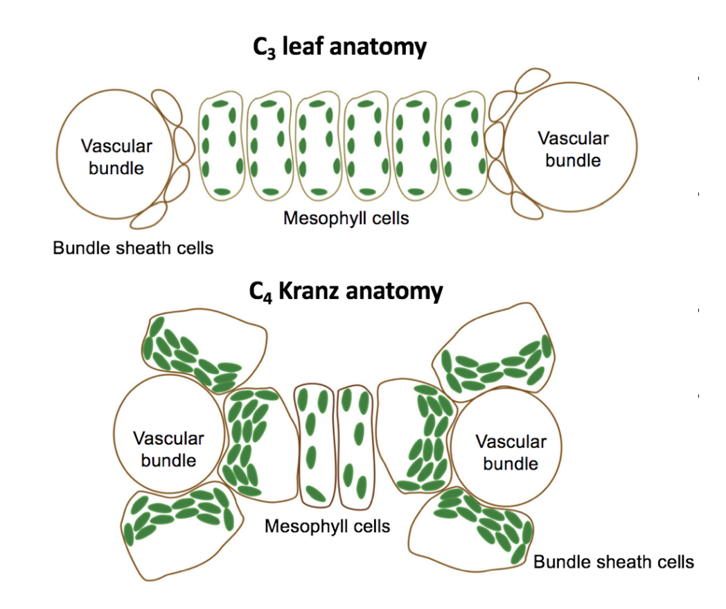 <ol><li><p>Bundle sheath surrounding vascular tissue</p><ul><li><p>Thick walled</p></li><li><p>suberized→ impregnate with suberin in cell wall</p><p>→ Increase space for photosynthesis</p></li></ul></li><li><p>Many plasmodesmata</p><ul><li><p>connecting mesophyll → bundle sheath</p></li></ul></li><li><p>Higher Vein density to C3 plants</p><p>→ <em>coz more products made??</em></p></li><li><p>More chloroplasts in bundle sheath</p><ul><li><p>Than C3 plants</p><p>→ <em>coz more photosynthesis happening?</em></p><p>→ less in mesophyll so more PEPC than rubisco so can concentrate CO2 more?</p></li></ul></li></ol><p></p>