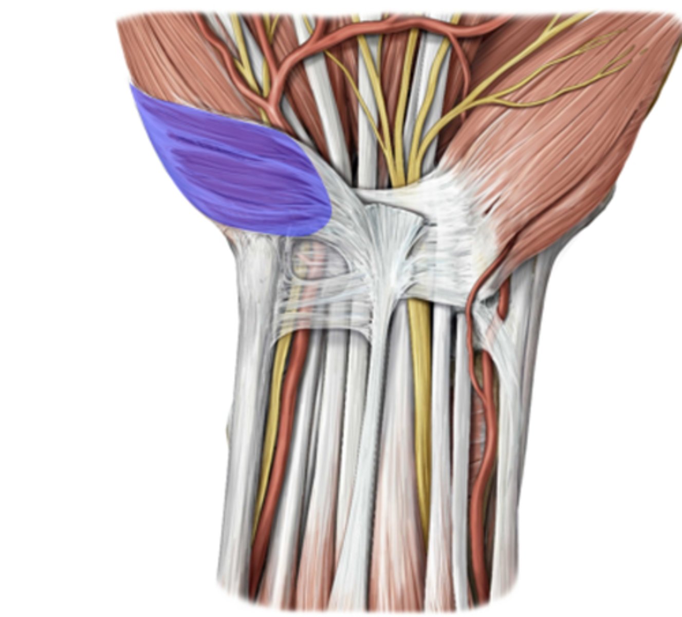 <p>ulnar</p>