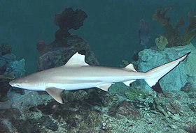 Requiem and ground sharks 