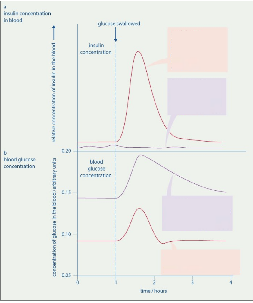<p>Explain the graph of comparison of blood glucose and insulin concentrations for a person with and without type I diabetes</p>