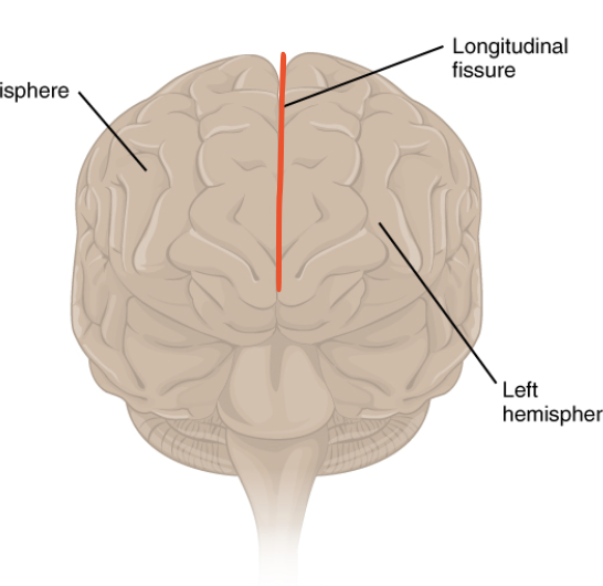 <p>separates hemispheres</p>
