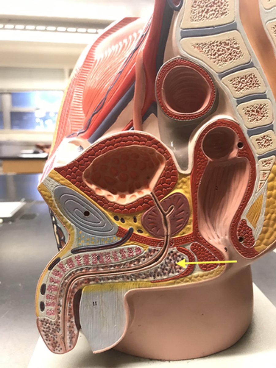 <p>The very back, rounded part of the penis that is internal</p><p>Name this REGION</p>