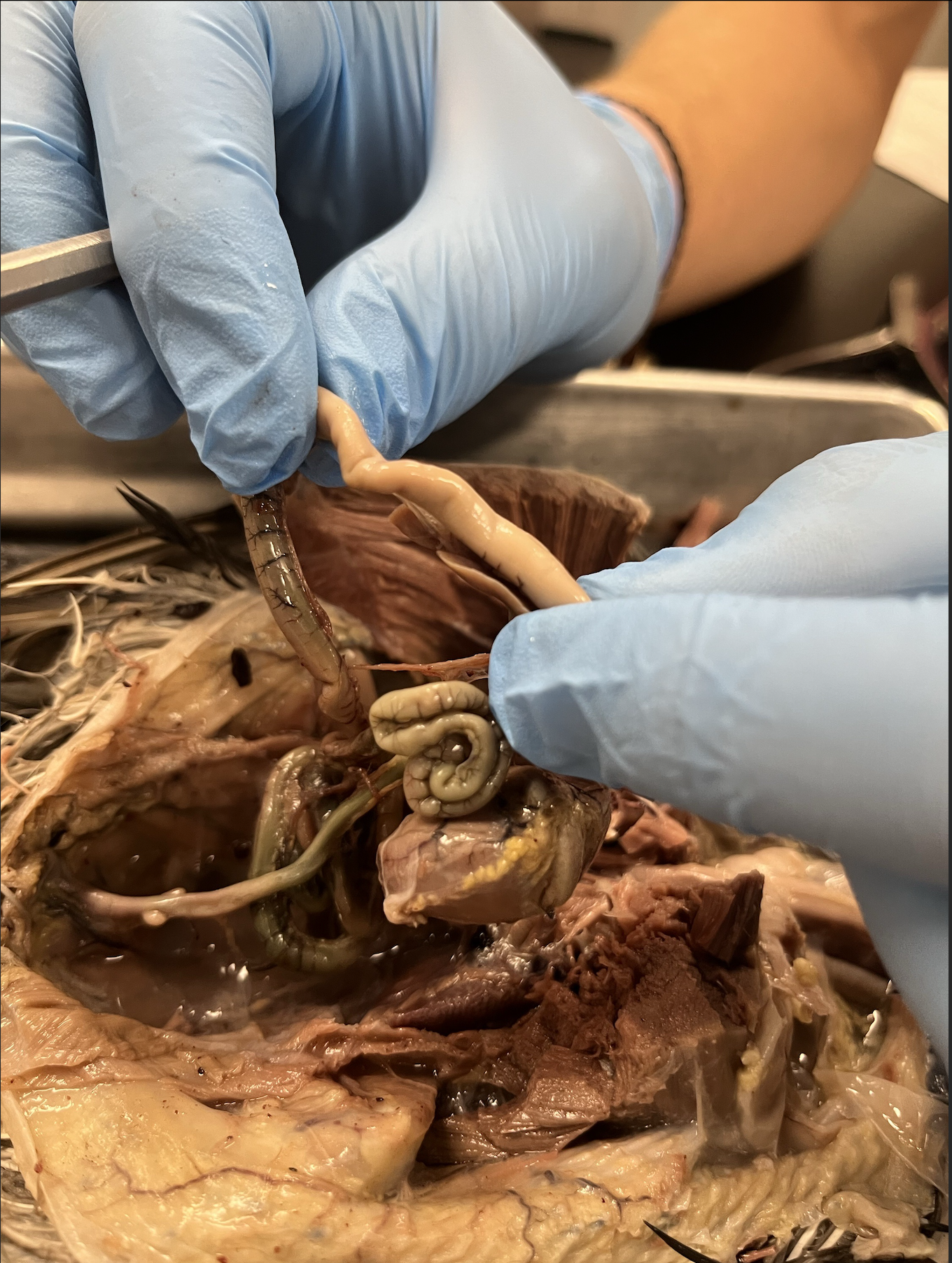 <p>what specimen is this?</p><p>identify the esophagus, gizzard, small intestine, and ceca</p>