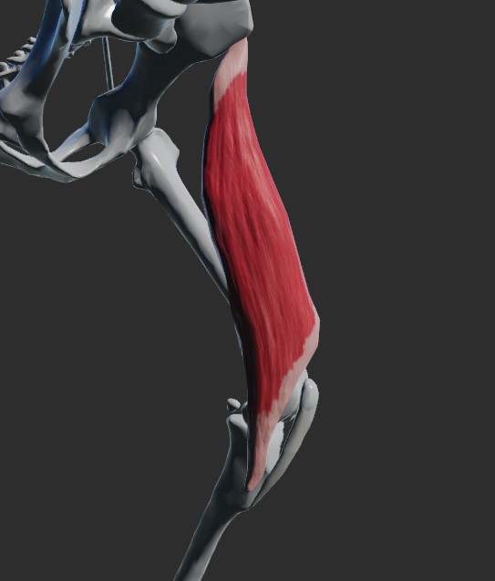 <p>u Ca dvě svalová břiška</p><p>kraniální a kaudální bříska</p><p>odstup: spina iliaca ventralis, crista iliaca a corpus ossis ilii</p><p>úpon: margo cranialis tibiae</p><p>fce: addukce v articulatio coxae</p><p>Fe:</p><p>Odstup od crista iliaca</p><p>Úpon na tibiu, patellu a fascia genus </p><p>Funkce – abdukce a rotace končetiny</p>