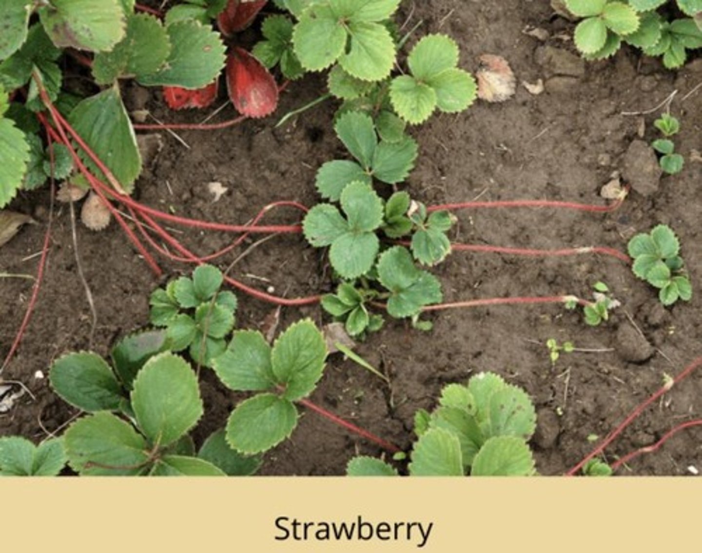 <p>Horizontal stems that sprout from an existing stem and grow aboveground, forming roots and new shoots at their nodes.</p>