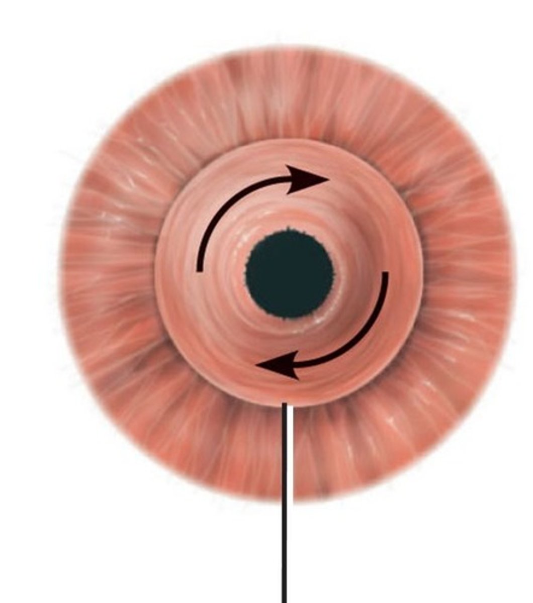 <p>Regulates pupil size based on light intensity</p>