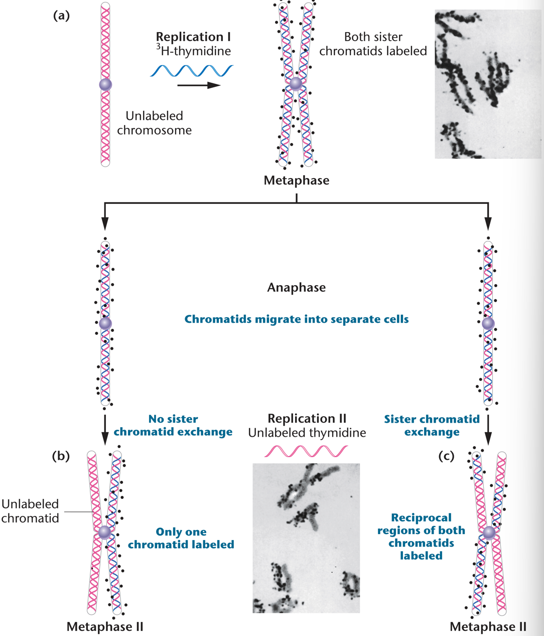 <p>used root tips of Vicia faba.  Monitored process of replication with 3H-thymidine label</p>