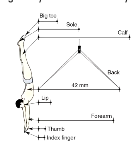 <p>Sensitivity to discriminate small points varies greatly across the body</p><p>More sensitive in important places</p><p>Accomplished by:</p><ul><li><p>Greater density of mechanoreceptors</p></li><li><p>Smaller field size (2 M’s - <em>Meissner/Merkel</em>)</p></li><li><p>Greater brain tissue devoted to those areas</p></li></ul><img src="https://knowt-user-attachments.s3.amazonaws.com/13881e52-180e-4c63-be7e-b7e3e27b2d1b.png" data-width="75%" data-align="center"><p></p>