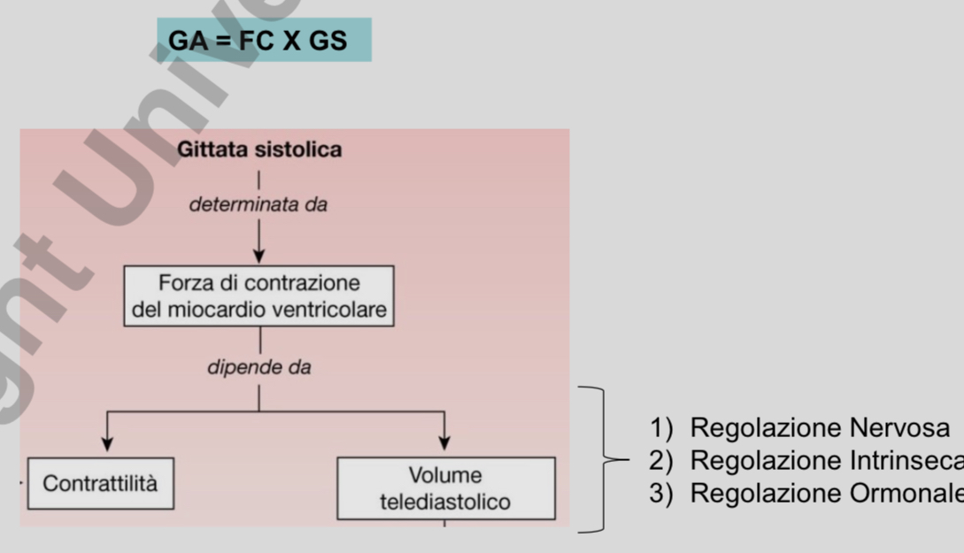 <ul><li><p><strong><u>gittata sistolica</u></strong></p><ul><li><p>determinata dalla forza di contrazione de miocardio ventricolare</p><ul><li><p>a sua volta dipende dalla</p><ul><li><p><strong>contrattilità</strong></p></li><li><p><strong>volume telediastolico</strong></p></li></ul></li><li><p>questi 2 vengono regolati dal</p><ul><li><p><strong>sistema nervoso autonomo o estrinseca</strong></p></li><li><p><strong>regolazione intrinseca</strong></p></li><li><p><strong>regolazione ormonale</strong></p></li></ul></li></ul></li></ul></li></ul>