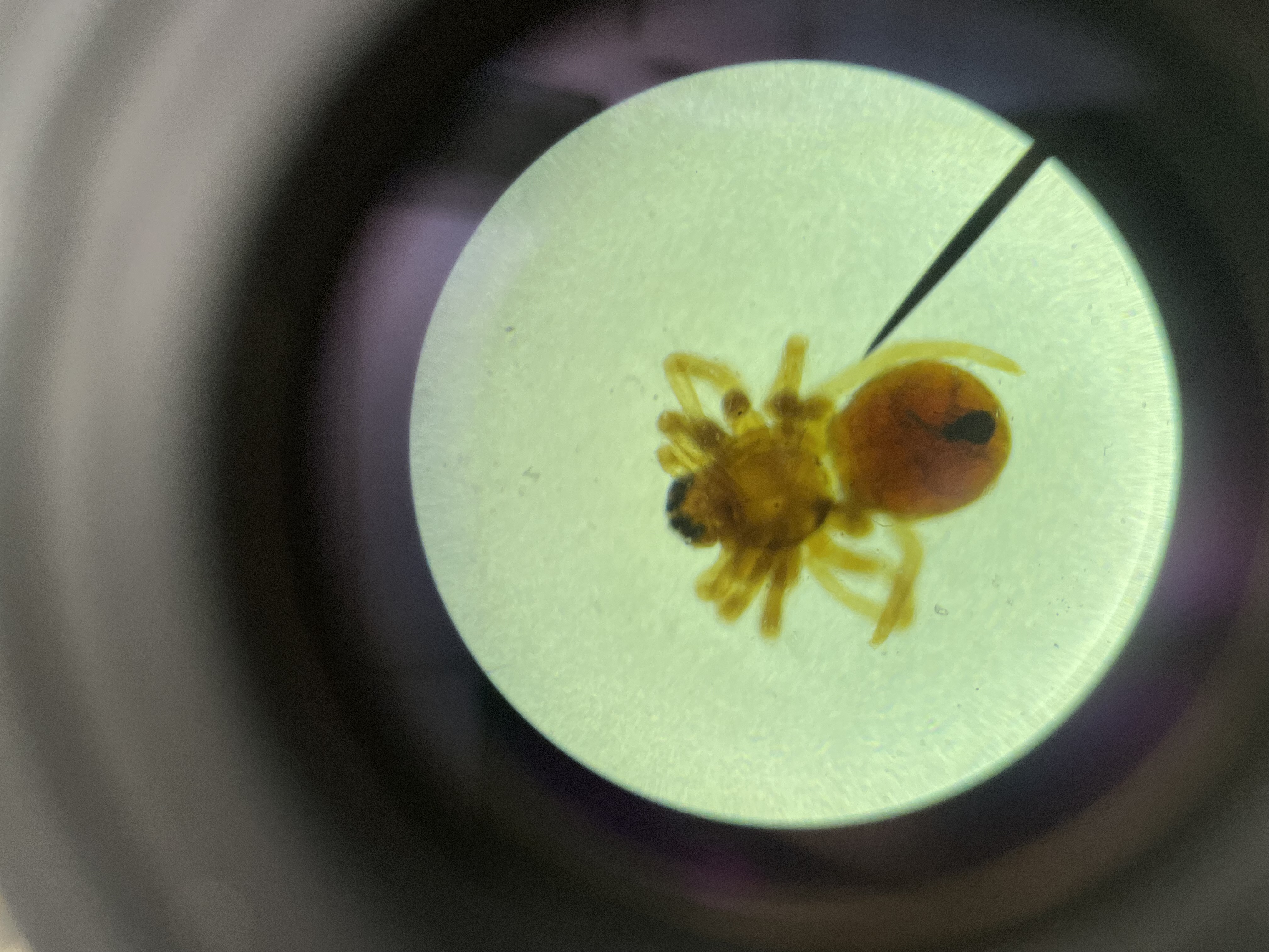 <p>Subphylum</p><p>Class</p><p>order</p>