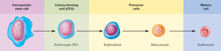 <p>kidney detects low erythrocytes and produces erythropoietin to stimulate the red bone marrow, hemocytoblasts with a nucleus gets smaller, becomes a hemoglobin sac and losses its organelles and nucleus, takes 3-5 days</p>