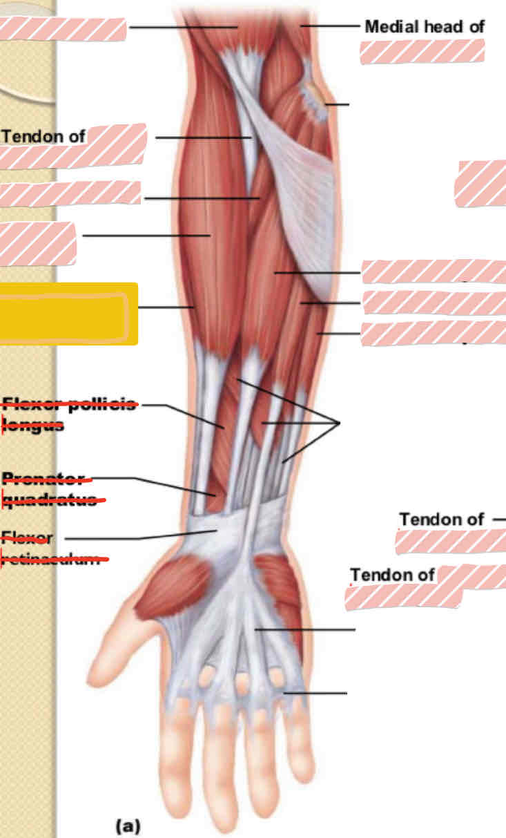 <p><span>Anterior arm</span></p>