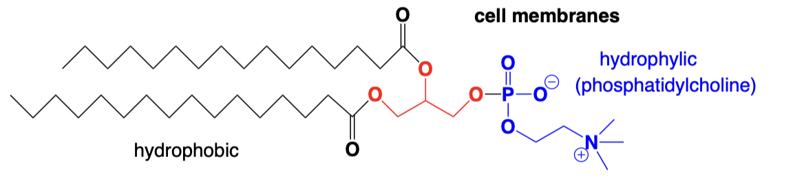 <p>Based on glycerols with fatty acids, linked by an ester</p>