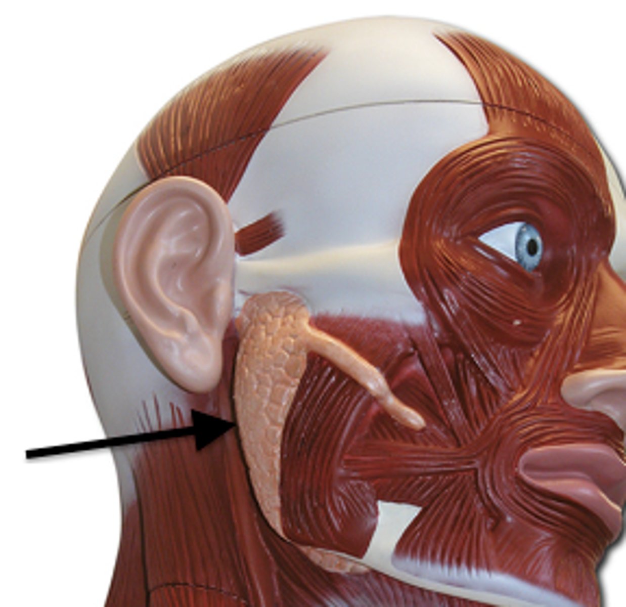 <p>What is this body feature?</p>