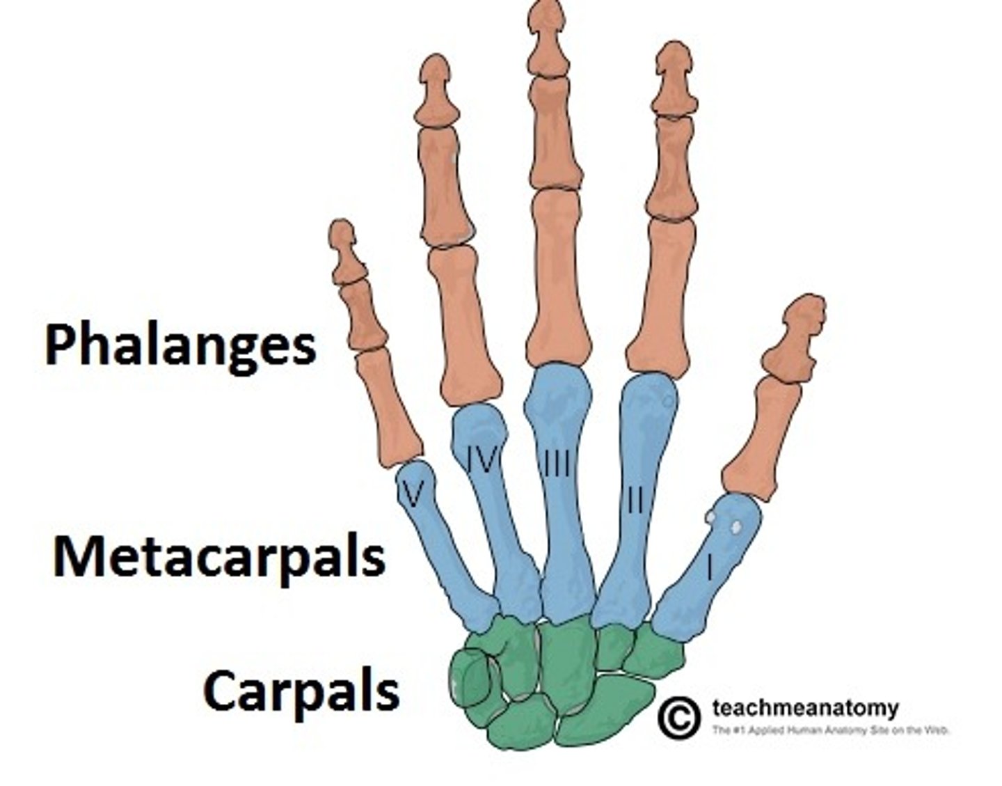<p>Wrist</p><p>- 8 carpal bones (short bones)</p><p>Palm</p><p>- 5 metacarpal bones (long bones)</p><p>FIngers</p><p>- 14 phalanges (long bones) 3 each except the thumb has 2</p>