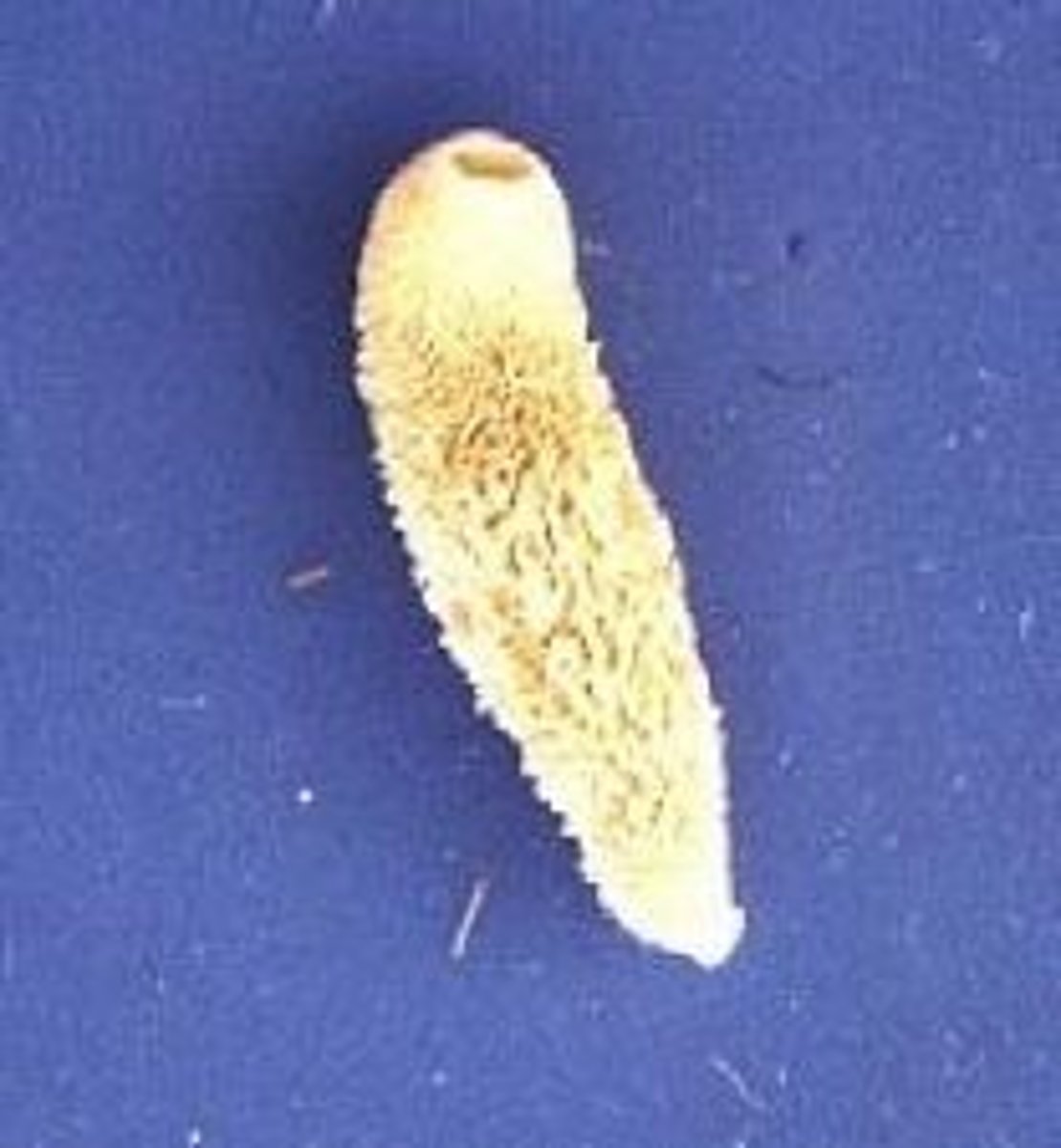 <p>Marine Sponge</p>