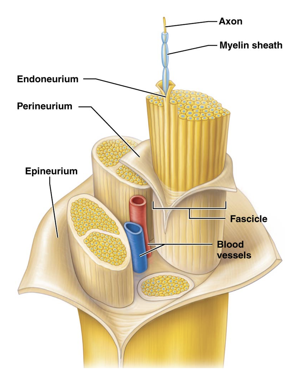 <ul><li><p>Epineurium </p></li><li><p>Perineurium </p></li><li><p>Endoneurium  </p></li></ul><p></p>