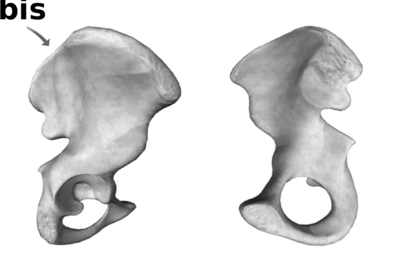 <p><span><span>Obturator foramen</span></span></p>