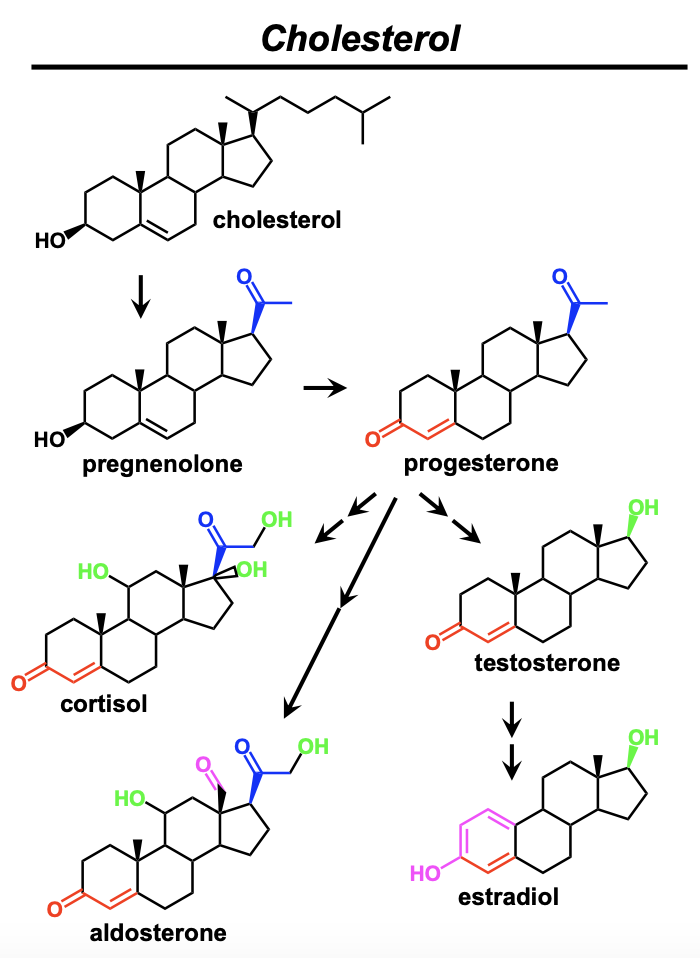 <p>Cholesterol is a 27 carbon cyclic compound found in animal cells that is the precursor to many different hormones. It modulates fluidity of the plasma membrane.</p>