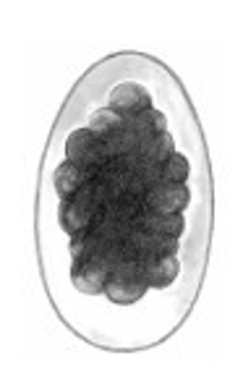 <p>Identify the parasite</p>