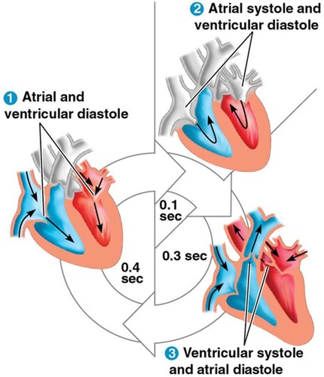 <p>One complete sequence of pumping (systole) and filling (diastole) of the heart.</p>