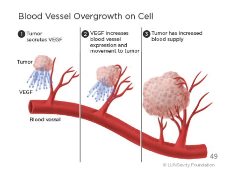 <p>genes that indirectly/directly induce angiogenesis and other stress-adaptive capabilities of cancer cells</p><ol><li><p>tumor secretes VEGF</p></li><li><p>VEGF increases blood vessel expression and movement to tumor</p></li><li><p>tumor has increased blood supply</p></li></ol>