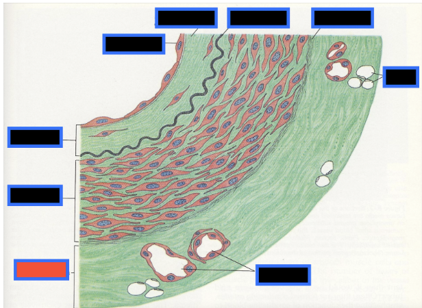 <p><span style="background-color: transparent; font-family: &quot;Times New Roman&quot;, serif;">What part of the Blood Vessel (in the red box) is this</span></p>