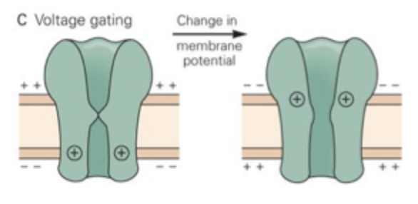 <ul><li><p>change in MP changes channel configutation</p></li><li><p>has a charged region (voltage sensor) that triggers a change in shape when the voltage across it changes </p></li><li><p>some VG channels can be inactivated (refractory) after opening. Reactivated by MP being restored so they can open again </p></li></ul><p></p>