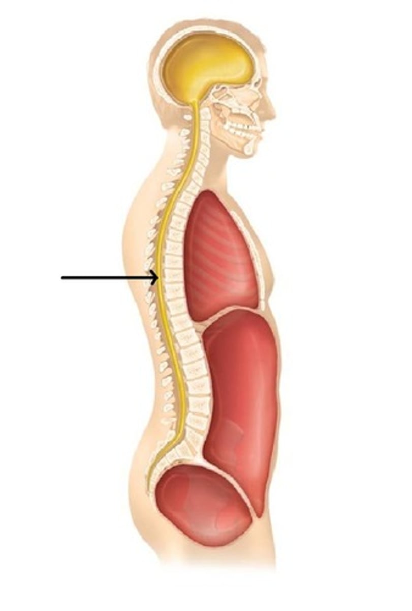 <p>contains spinal cord</p>