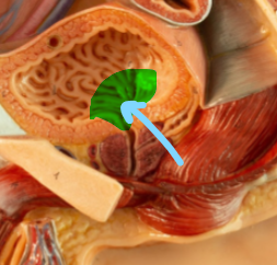 <p>Identify what the highlight/pointed to portion of the model is called.</p>