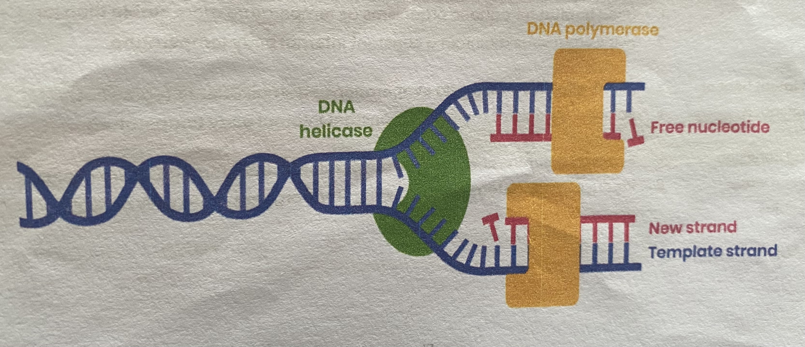 <ol><li><p><strong>DNA helicase breaks hydrogen bonds</strong> between complementary bases, <strong>unwinding</strong> the double helix (separating the strands)</p></li><li><p><strong>Both</strong> strands act as <strong>templates</strong></p></li><li><p>Free <strong>DNA nucleotides</strong> attracted to exposed bases and join by <strong>specific complementary base pairing</strong></p></li><li><p><strong>Hydrogen bonds</strong> form between <strong>adenine-thymine</strong> and <strong>guanine-cytosine</strong></p></li><li><p><strong>DNA polymerase joins adjacent nucleotides</strong> on new strand by condensation reactions</p></li><li><p>Forming <strong>phosphodiester bonds</strong></p></li></ol><p></p>