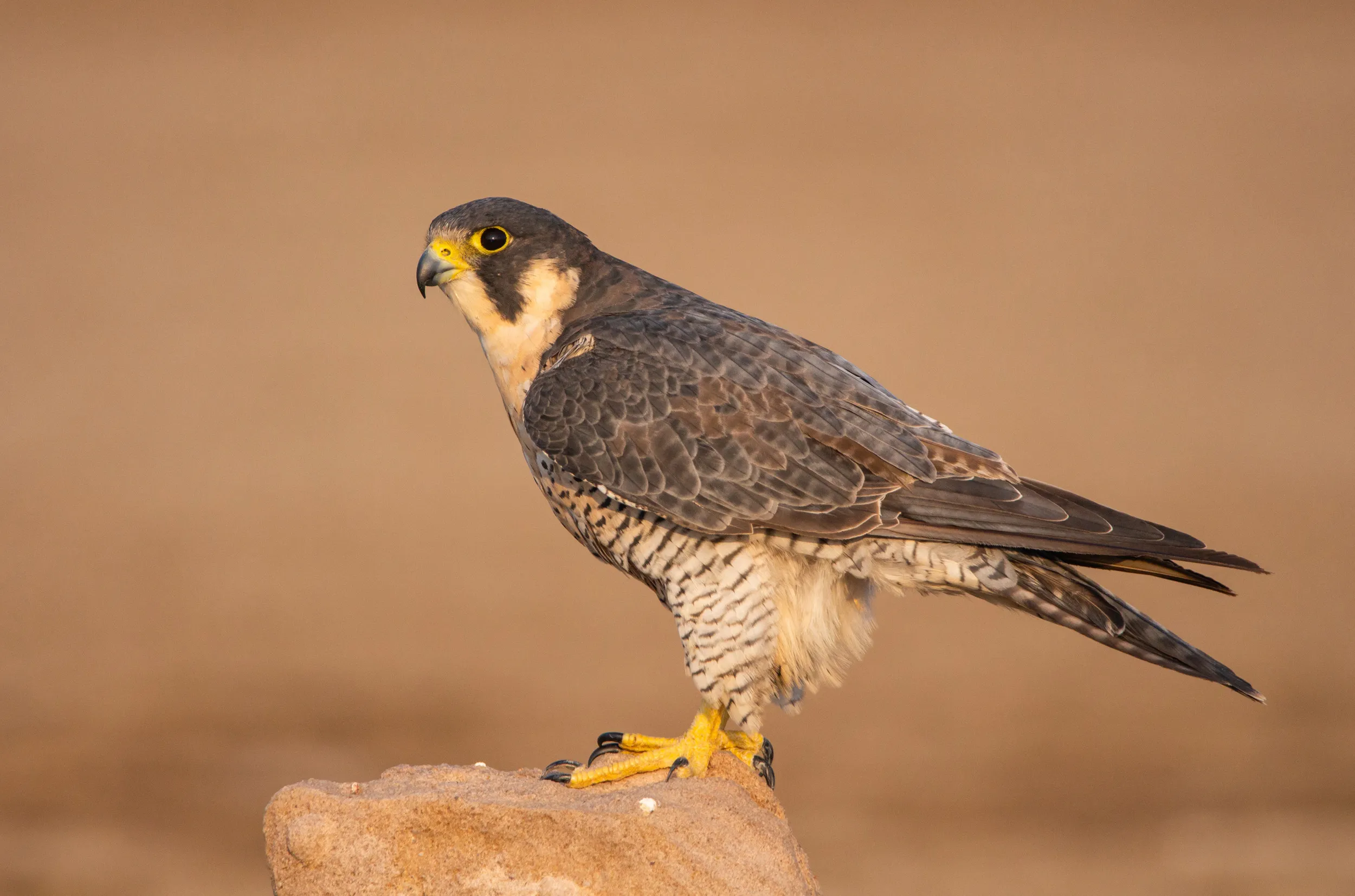 <p>Peregrine Falcon</p>