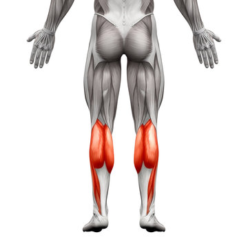 <p>the muscle in the back part of the leg that forms the greater part of the calf</p>
