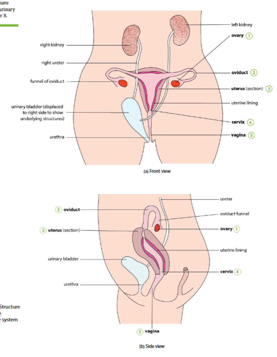 <p>Ovary, oviduct, uterus, cervix, vagina</p>