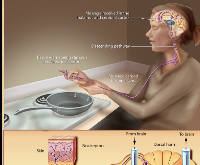 <p>Detect pain, temp, pressure and chemicals /can vary</p>