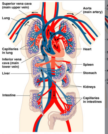 <p>Cardiovascular System</p>