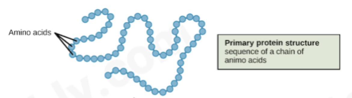 <ul><li><p>sequence of an amino acid chain</p></li></ul><p></p>